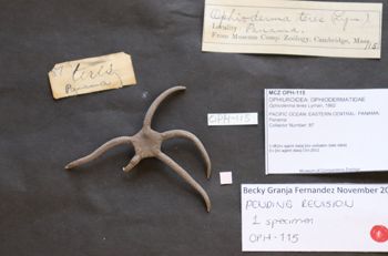 Media type: image; Invertebrate Zoology OPH-115